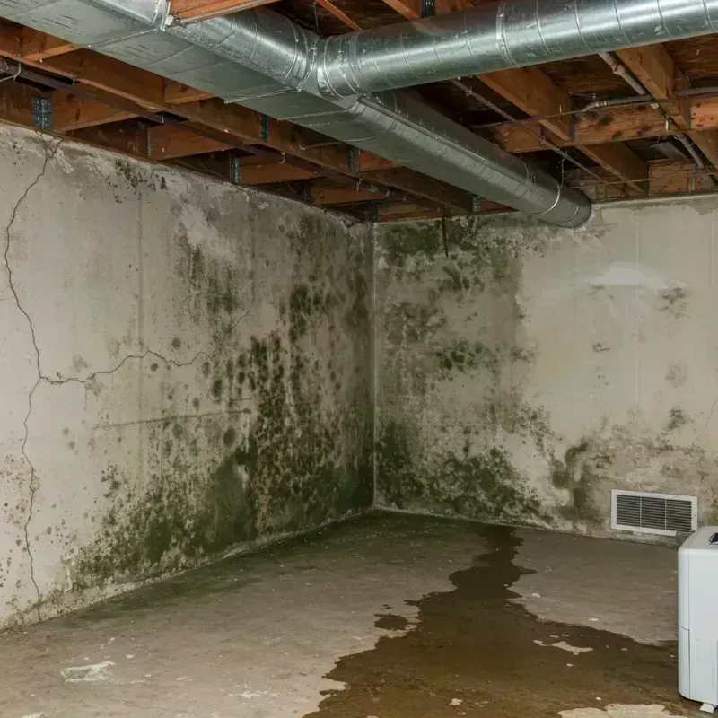 Professional Mold Removal in Colonial Heights, TN